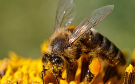 В Рязанской области появится реестр пчеловодов