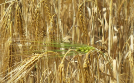 В Рязанской области установили абсолютный рекорд по сбору зерна