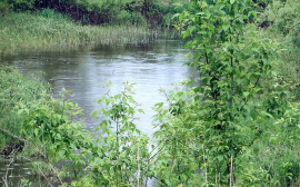 Рязанская область получит 115,9 млн на расчистку русла реки Солотча