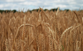 Рязанская область получит более 185 млн рублей на поддержку производителей зерновых культур