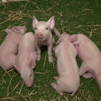 В Сараевском районе планируют ликвидировать всех свиней
