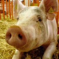 Беларусь закрыла границу для полтавской свинины