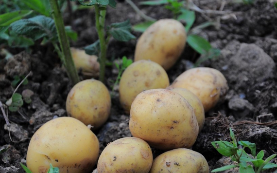 Рязанский картофель экспортируют в Аргентину и Китай