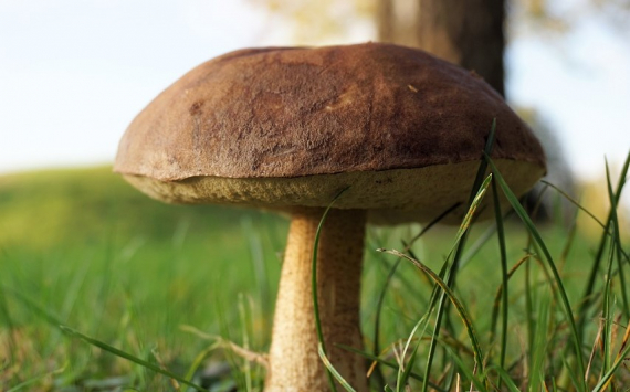 Рязанская область начнет экспортировать грибы и пастилу в Европу