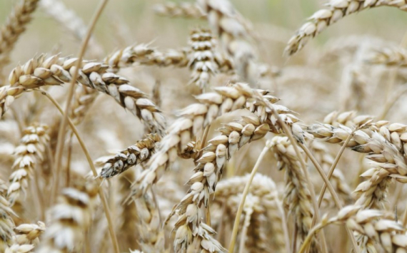 Россия укрепила позиции мирового лидера по экспорту пшеницы