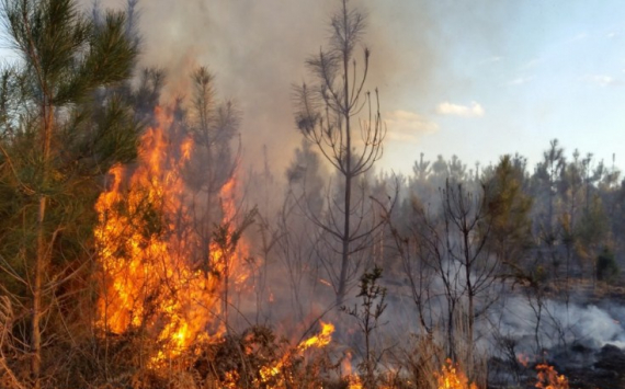 Рязанская область получит на охрану лесов от пожаров почти 41,8 млн рублей