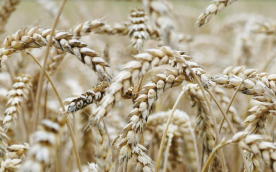 В Рязанской области собрали рекордный урожай зерна