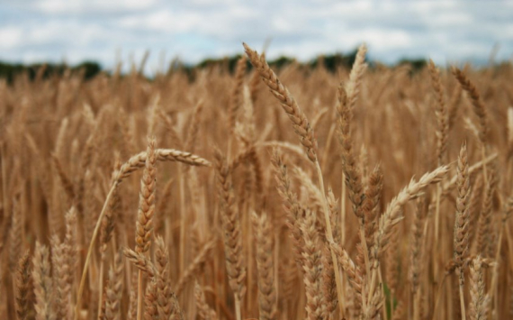 Рязанская область получит более 185 млн рублей на поддержку производителей зерновых культур
