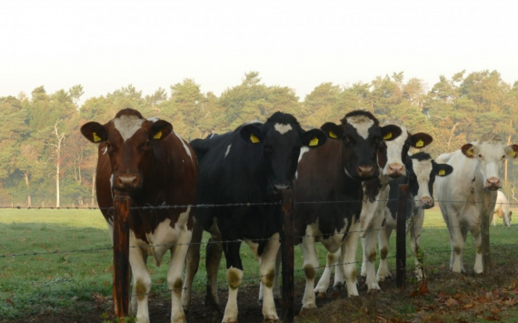 В Рязанской области молокозавод построит индийский инвестор