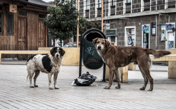 В Рязани построят сеть приютов для безнадзорных животных