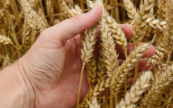В Рязанской области производители зерна получат 170 млн федеральных рублей