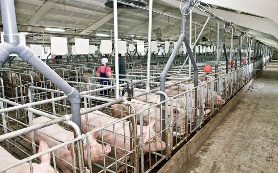 Поголовье свиней в Рязанской области с 2007 года выросло на 158 тысяч единиц